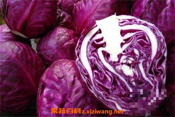 紫甘蓝可以生吃吗 紫甘蓝的食用方法