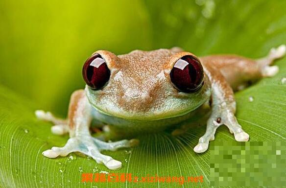 青蛙叶的功效与作用 吃青蛙叶的好处