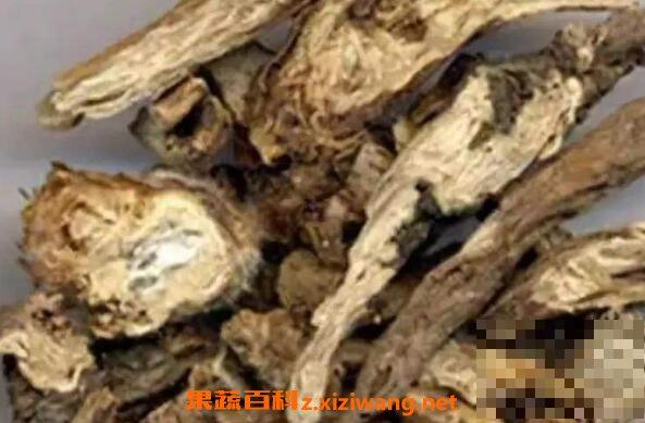 野棉花根的功效与作用 野棉花根的副作用