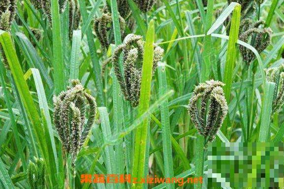 粟米草的功效与作用 粟米草的药用价值
