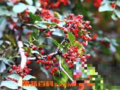 野花椒根的功效与作用 野花椒根的药用价值