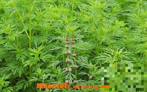 益母草粉怎么吃 益母草粉的食用方法