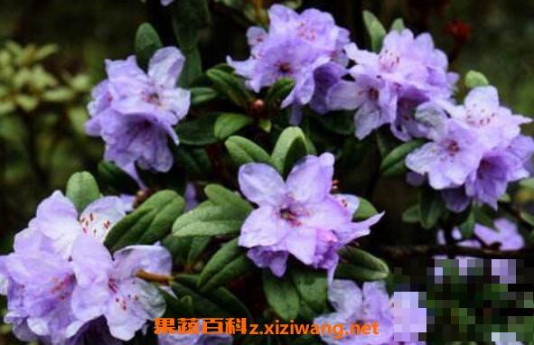 紫花杜鹃的功效与作用及禁忌