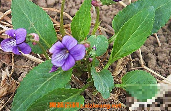紫花地丁的功效与作用 紫花地丁的药用价值