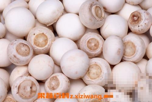 双孢菇的功效与作用 双孢菇的家常做法