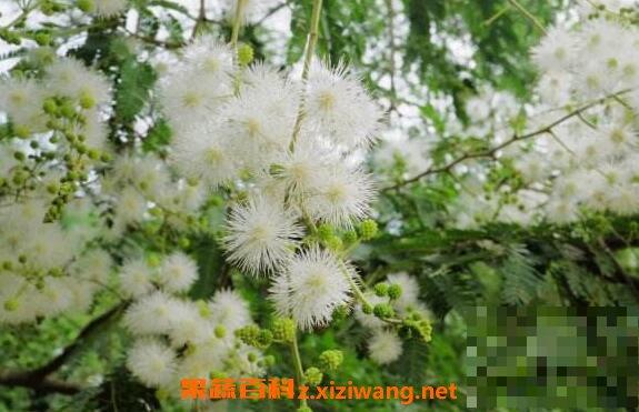 白花合欢的功效与作用 白花合欢的药用价值