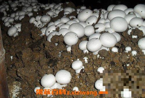 双孢菇的功效与作用 双孢菇的家常做法
