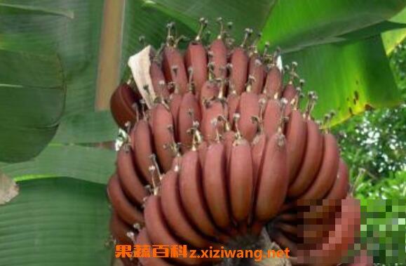 红芭蕉的功效与作用 吃红芭蕉的好处