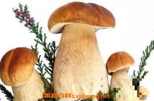 野生菌的功效与作用 吃野生菌的好处有哪些