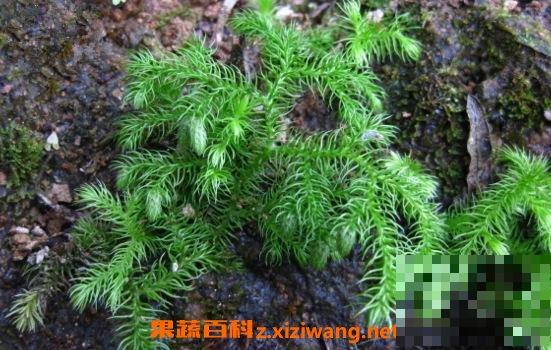 石松孢子的功效与作用 石松孢子的药用价值