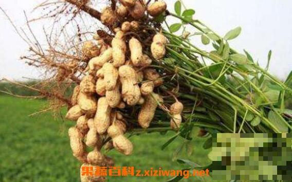 花生根怎么吃 花生根的药用价值