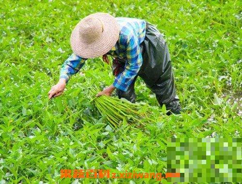 水空心菜怎么种 水空心菜的种植方法