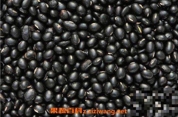 黑眉豆怎么吃 黑眉豆的食用方法