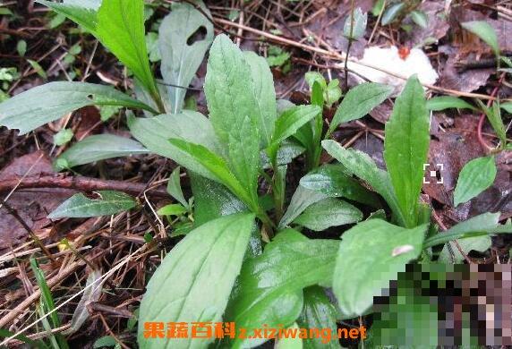 田野草的功效与作用 田野草的药用价值