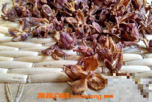 柏壳的功效与作用 柏壳的药用价值