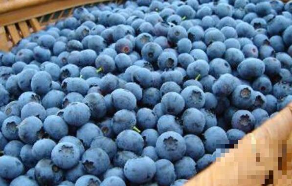 蓝莓怎么洗才能洗干净 蓝莓的清洗方法