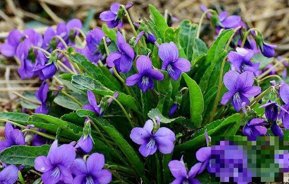 紫花地丁的作用与功效 紫花地丁的药用价值
