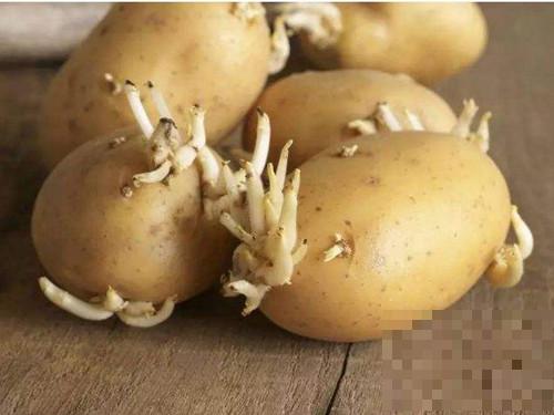 土豆发芽了还能吃吗 土豆发芽的危害
