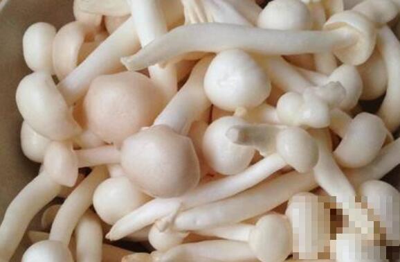 白灵菇不能与什么吃 吃白灵菇的禁忌