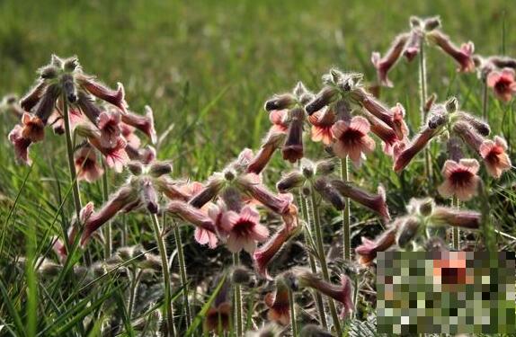 地黄花怎么吃好 地黄花的食用方法