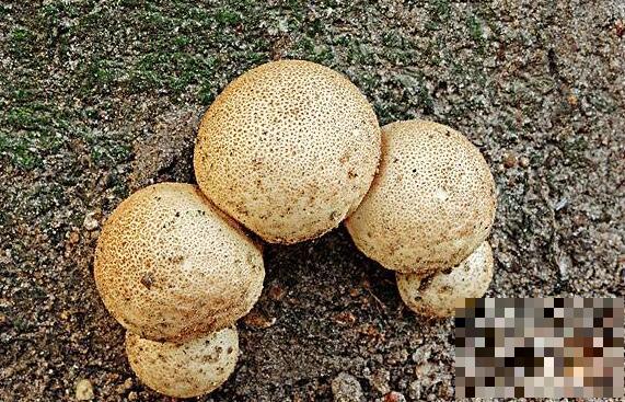 灰孢菇与马勃的区别 灰孢菇的功效与作用