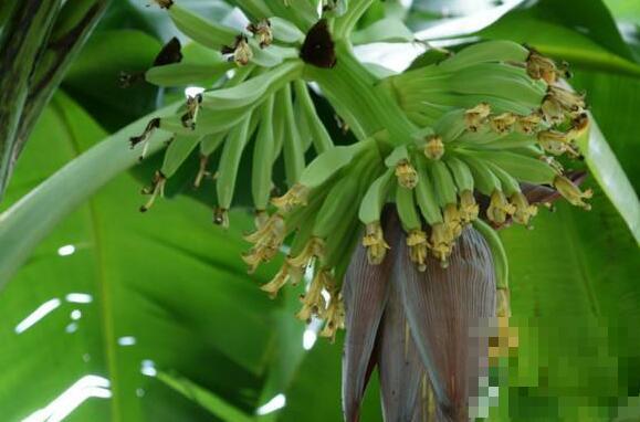 香蕉花怎么吃 香蕉花瓣的食用方法