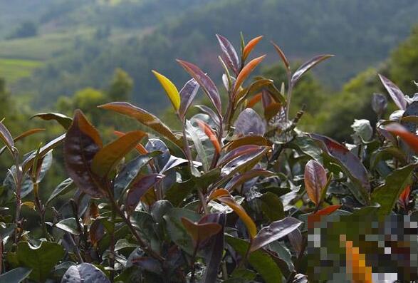 紫芽茶怎么泡 紫芽茶的正确泡法