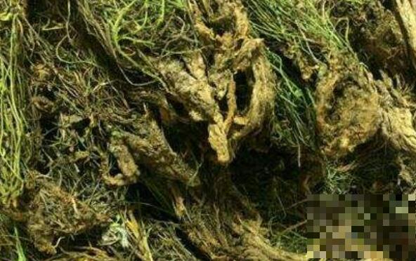 野生岩莲的功效与作用及药用价值