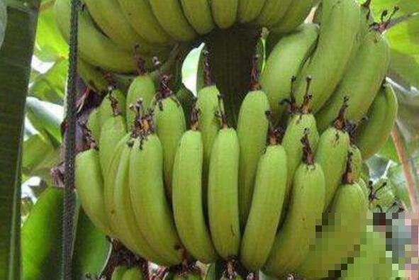 香蕉树芯怎么吃 香蕉树芯的作用