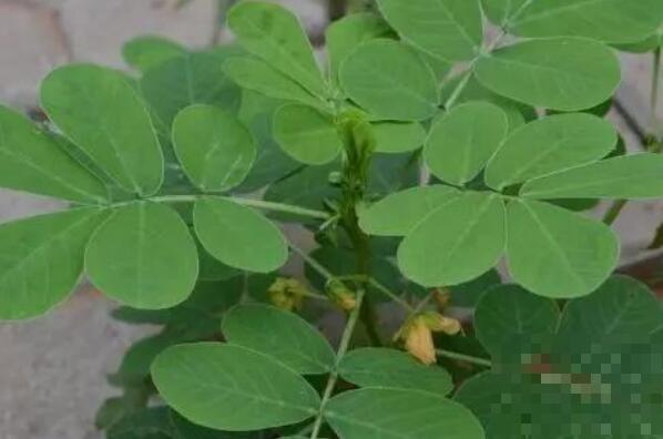 花生叶的功效与作用 花生叶泡水的危害