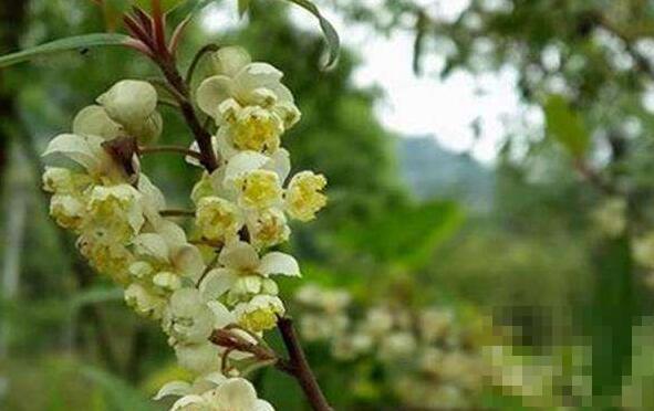 山胡椒花怎么做好吃 山胡椒花的做法