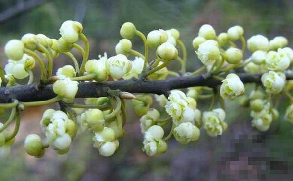 山胡椒花怎么做好吃 山胡椒花的做法