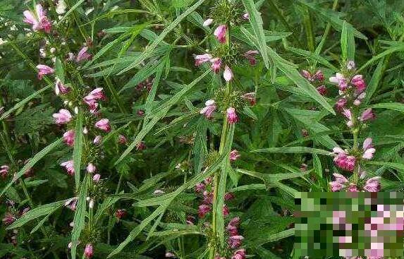 茺蔚子和益母草的区别 茺蔚子的功效与作用