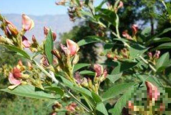 木豆叶的功效与作用 木豆叶的药用价值