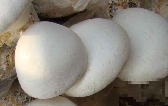 白灵菇怎么吃 白灵菇的食用方法