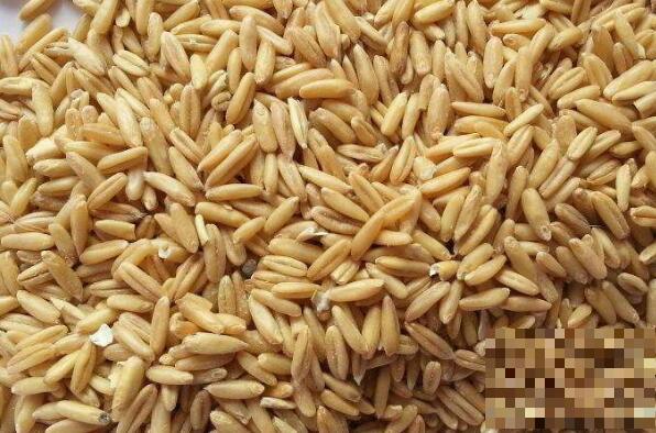 燕麦米的功效与作用 燕麦米的禁忌