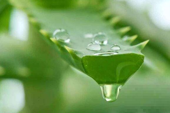 芦荟油是怎么制作的 芦荟油的功效与作用