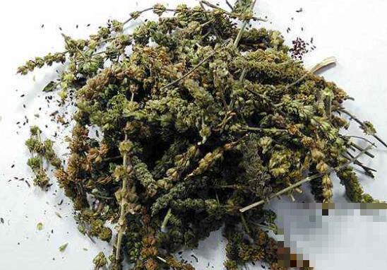 荆芥穗的功效与作用 荆芥穗的药用价值