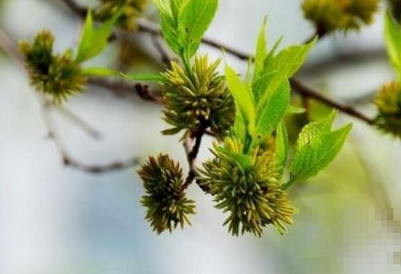 杜仲雄花茶如何泡 杜仲雄花茶的正确冲泡方法