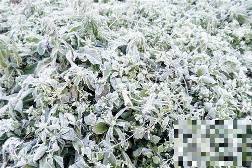 大雪时节要注意防寒保暖，还应提防5种疾病