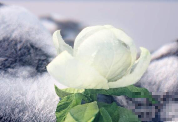 雪棉花的作用与功效 雪棉花的药用价值有哪些