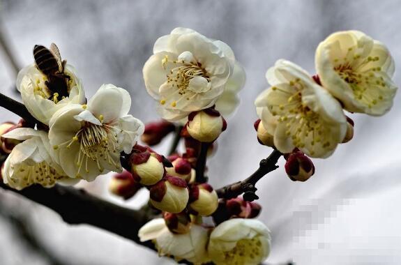 白梅花的药用价值 白梅花的禁忌