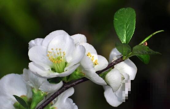 白梅花的药用价值 白梅花的禁忌