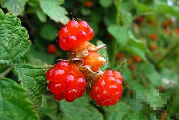 红秋莓干果的功效与作用