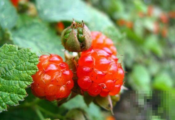 红秋莓干果的功效与作用