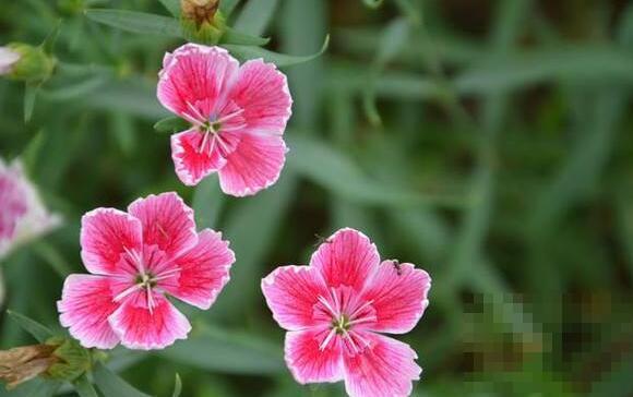 山竹花和石竹花的区别 山竹花怎么养