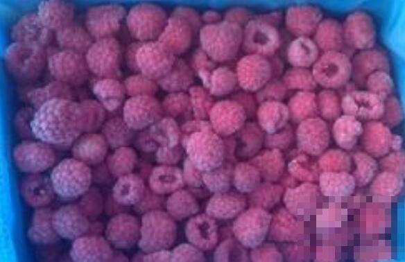 冷冻树莓怎么吃 冷冻树莓的食用方法