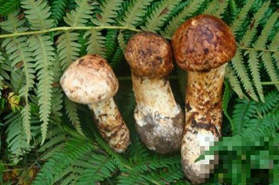 松茸菌的功效与作用 松茸菌的食用方法