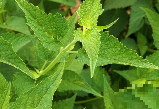 新鲜藿香菜怎么吃 新鲜藿香菜的食用方法