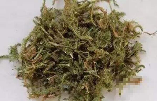 伸筋草怎么吃 伸筋草的食用方法